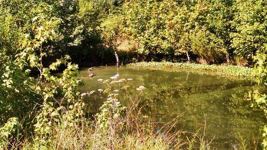Cox Hall Creek Wildlife Management Area
