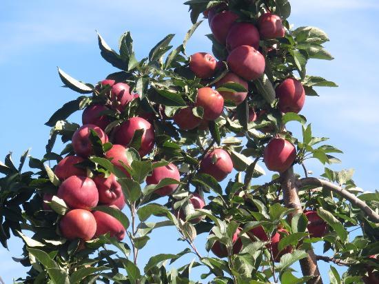 Och's Orchard